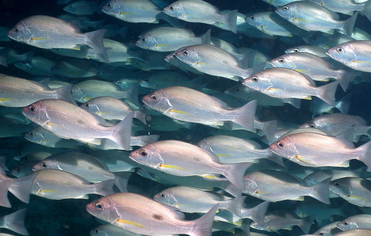 Thailand 2015 - Ko Tao - Vivaneau Hublot - Lutjanus russellii _IMG_3525_rc.jpg